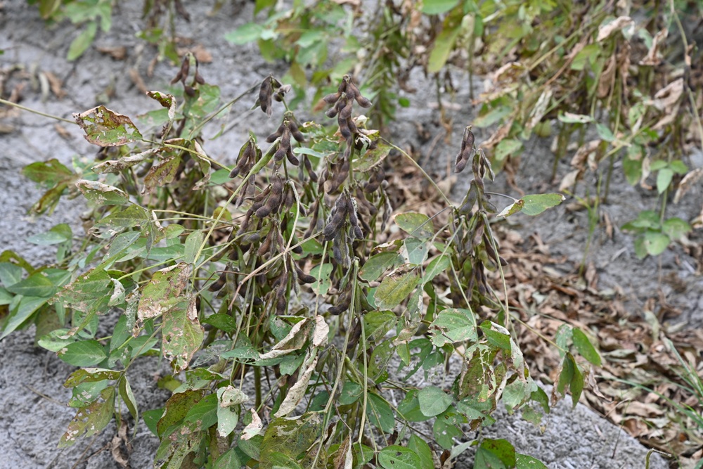 雲林一日遊。椬梧聚落散策、椬梧映月塘、湖口飯吃、水林小黑農 採毛豆、炒黑豆！