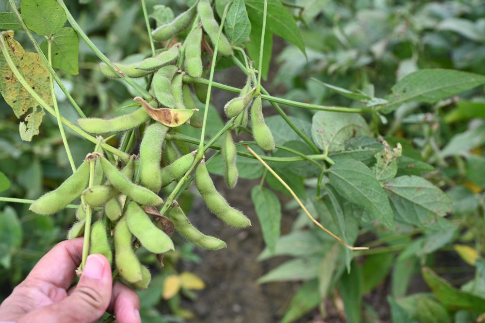 雲林一日遊。椬梧聚落散策、椬梧映月塘、湖口飯吃、水林小黑農 採毛豆、炒黑豆！