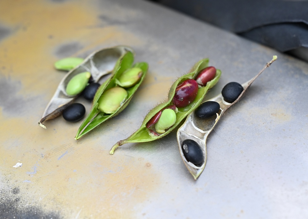 雲林一日遊。椬梧聚落散策、椬梧映月塘、湖口飯吃、水林小黑農 採毛豆、炒黑豆！