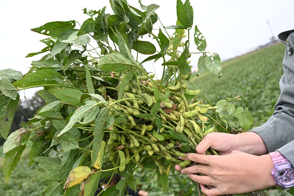 雲林一日遊。椬梧聚落散策、椬梧映月塘、湖口飯吃、水林小黑農 採毛豆、炒黑豆！