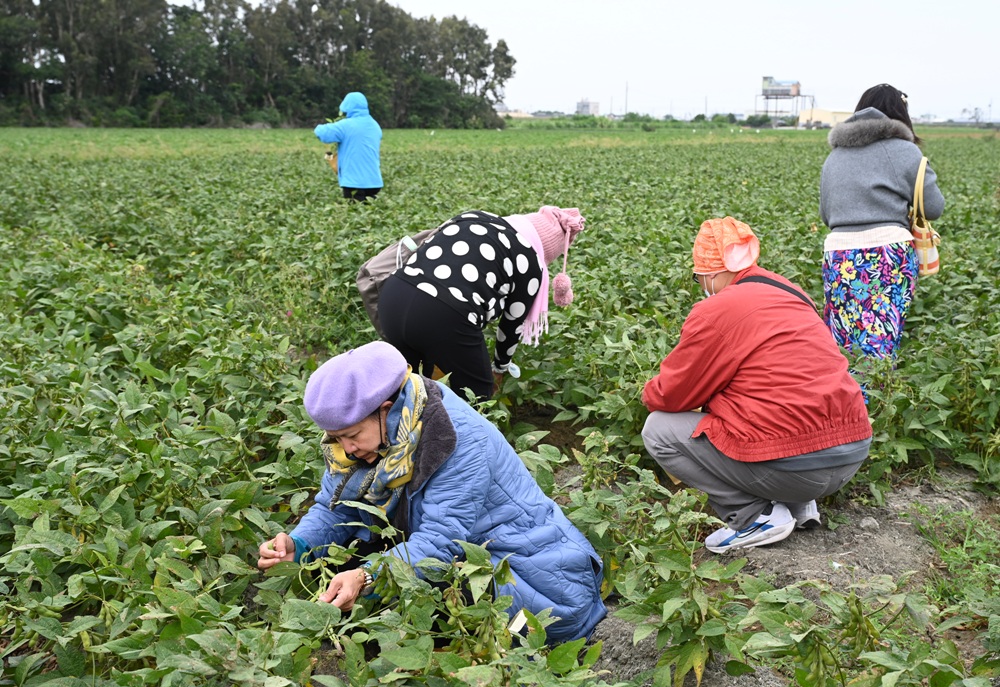 雲林一日遊。椬梧聚落散策、椬梧映月塘、湖口飯吃、水林小黑農 採毛豆、炒黑豆！