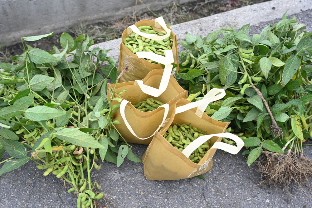 雲林一日遊。椬梧聚落散策、椬梧映月塘、湖口飯吃、水林小黑農 採毛豆、炒黑豆！