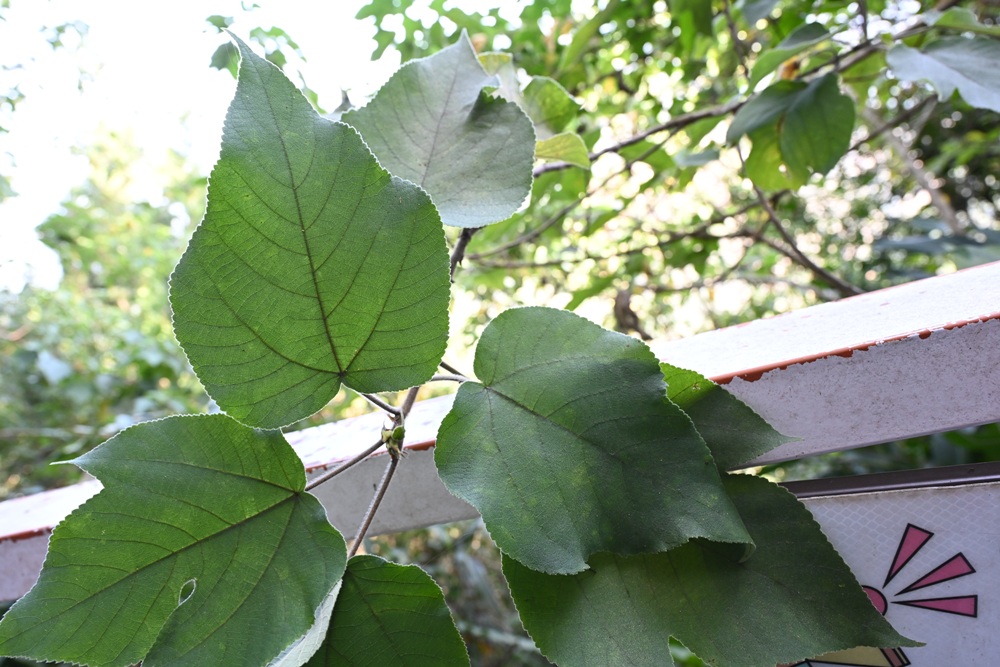 南投一日遊。雙龍七彩吊橋、雙龍瀑布、雙龍瀑布水圳步道! 南投一日遊。雙龍七彩吊橋、雙龍瀑布、雙龍瀑布水圳步道!