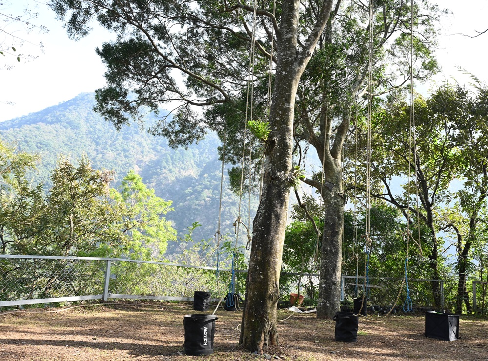 南投一日遊。丹大布農部落 丹大布農文化生態探索部落 雙龍瀑布七彩吊橋、攀樹初體驗、DIY馬告香氛香水! 南投一日遊。丹大布農部落 丹大布農文化生態探索部落 雙龍瀑布七彩吊橋、攀樹初體驗、DIY馬告香氛香水!