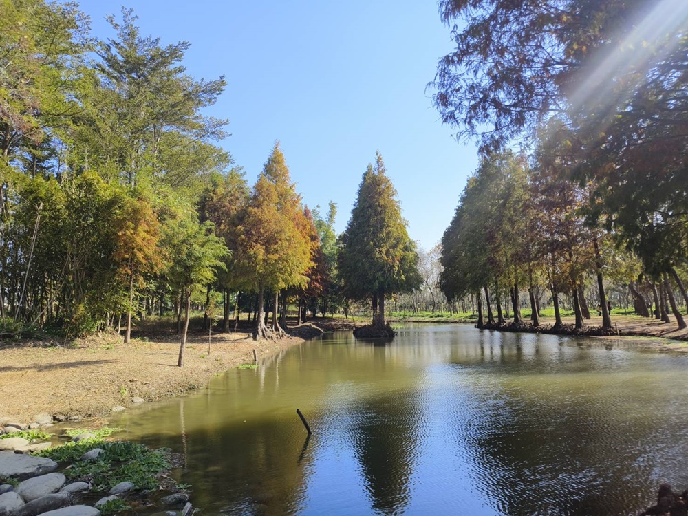 嘉義太保落羽松秘境。魚寮遺址落羽松、忘憂森林拍照景點！