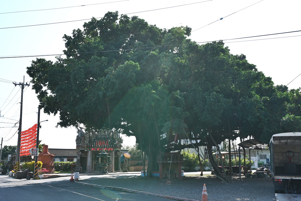 嘉義太保落羽松秘境。魚寮遺址落羽松、忘憂森林拍照景點！