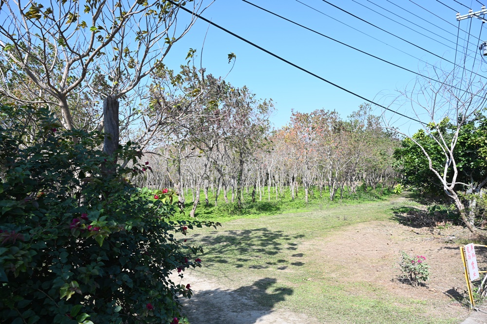 嘉義太保落羽松秘境。魚寮遺址落羽松、忘憂森林拍照景點！