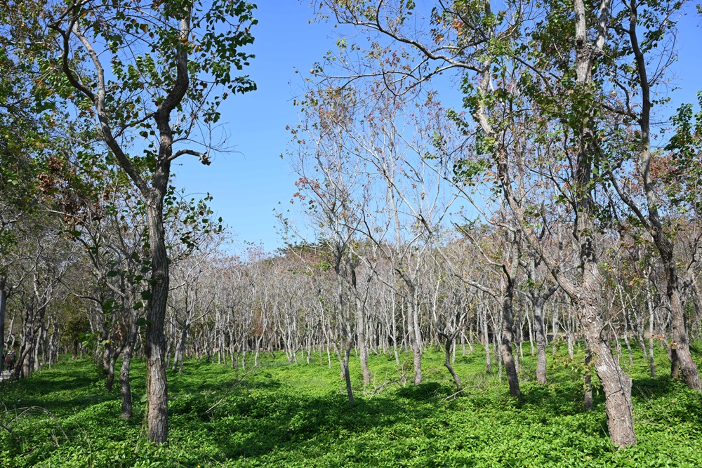 嘉義太保落羽松秘境。魚寮遺址落羽松、忘憂森林拍照景點！