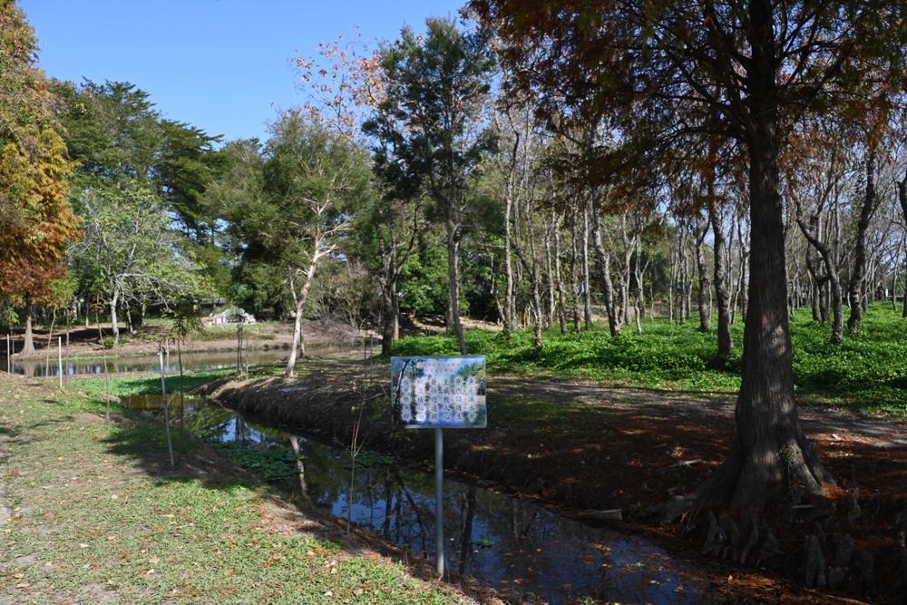 嘉義太保落羽松秘境。魚寮遺址落羽松、忘憂森林拍照景點！