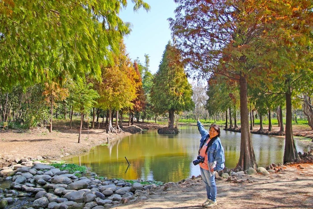 嘉義太保落羽松秘境。魚寮遺址落羽松、忘憂森林拍照景點！