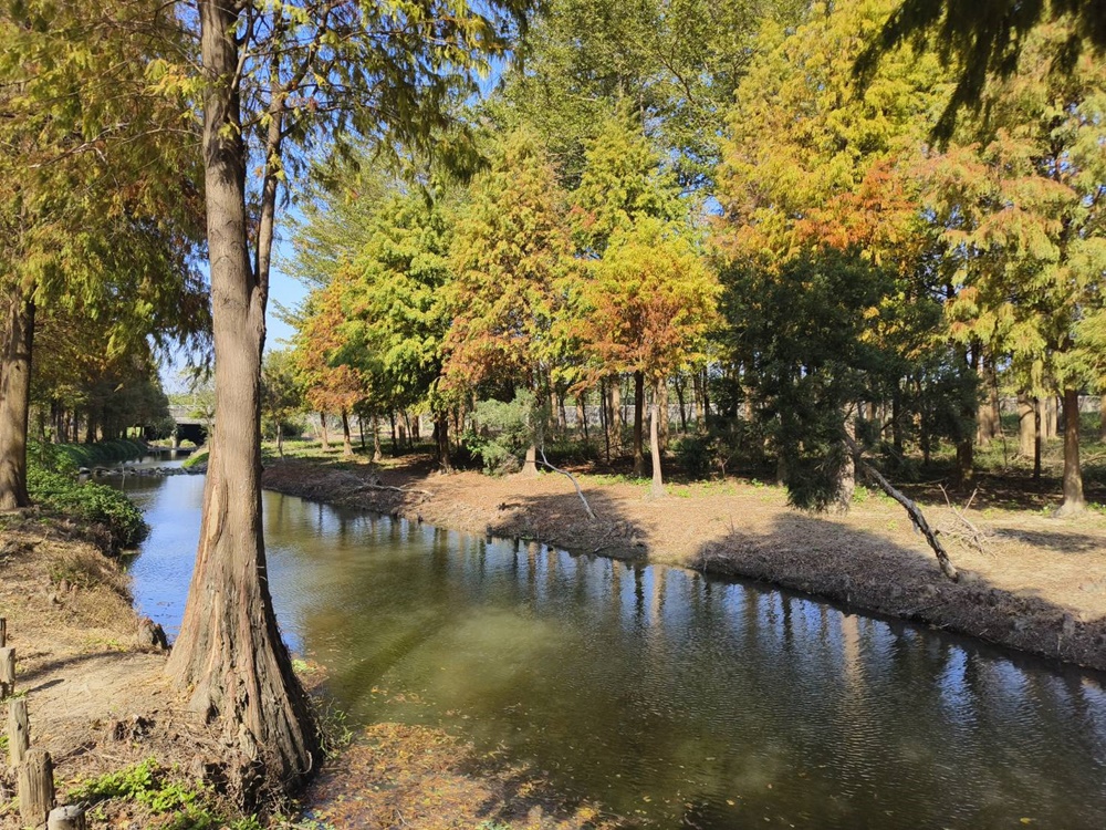 嘉義太保落羽松秘境。魚寮遺址落羽松、忘憂森林拍照景點！