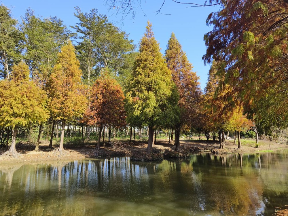 嘉義太保落羽松秘境。魚寮遺址落羽松、忘憂森林拍照景點！