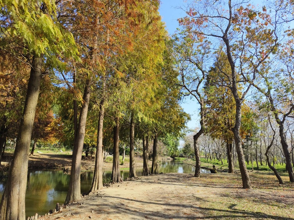 嘉義太保落羽松秘境。魚寮遺址落羽松、忘憂森林拍照景點！