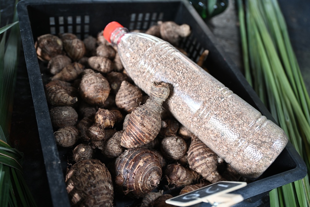 屏東咖啡二日遊|屏東咖啡 × 大武山森活 食農教育與山林文化的深度體驗之旅! 屏東咖啡二日遊|屏東咖啡 × 大武山森活 食農教育與山林文化的深度體驗之旅!