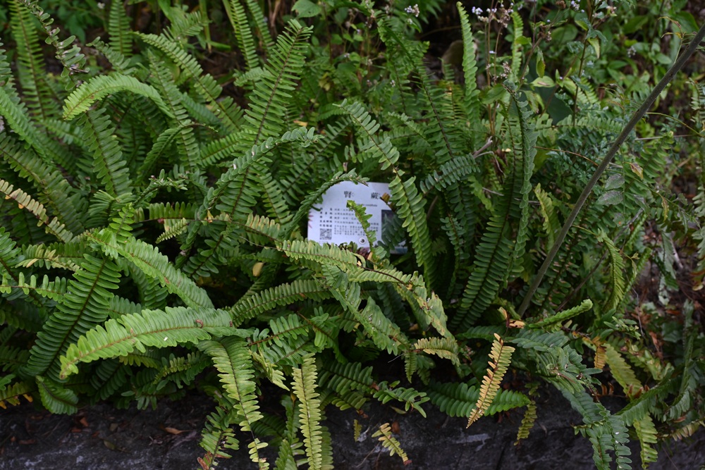 屏東咖啡二日遊|屏東咖啡 × 大武山森活 食農教育與山林文化的深度體驗之旅! 屏東咖啡二日遊|屏東咖啡 × 大武山森活 食農教育與山林文化的深度體驗之旅!