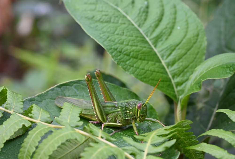 屏東咖啡二日遊|屏東咖啡 × 大武山森活 食農教育與山林文化的深度體驗之旅! 屏東咖啡二日遊|屏東咖啡 × 大武山森活 食農教育與山林文化的深度體驗之旅!