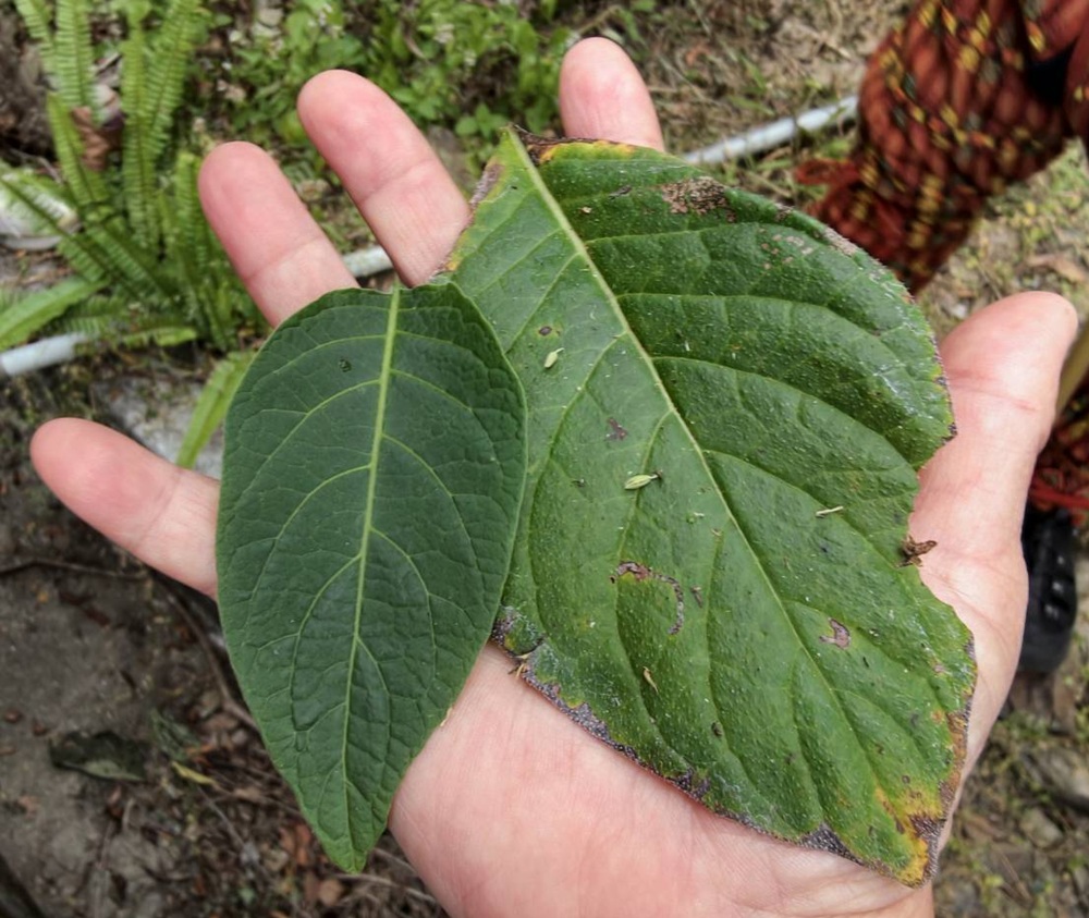 屏東咖啡二日遊|屏東咖啡 × 大武山森活 食農教育與山林文化的深度體驗之旅! 屏東咖啡二日遊|屏東咖啡 × 大武山森活 食農教育與山林文化的深度體驗之旅!