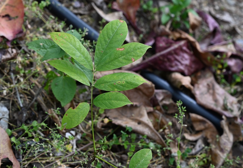 屏東咖啡二日遊|屏東咖啡 × 大武山森活 食農教育與山林文化的深度體驗之旅! 屏東咖啡二日遊|屏東咖啡 × 大武山森活 食農教育與山林文化的深度體驗之旅!