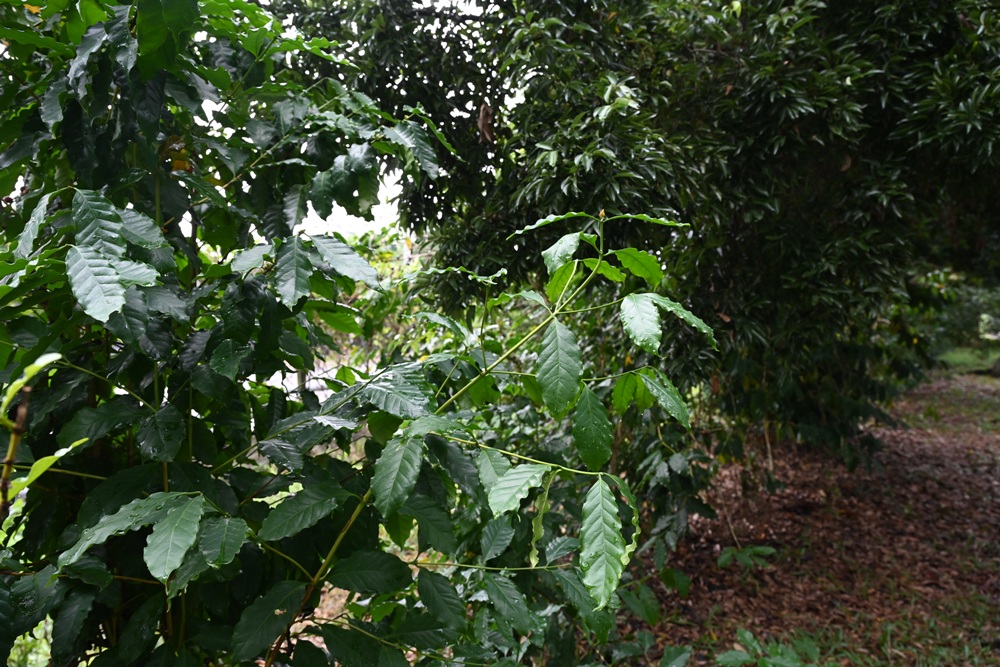 屏東咖啡二日遊|屏東咖啡 × 大武山森活 食農教育與山林文化的深度體驗之旅! 屏東咖啡二日遊|屏東咖啡 × 大武山森活 食農教育與山林文化的深度體驗之旅!