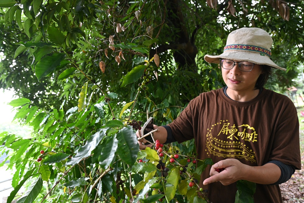 屏東咖啡二日遊|屏東咖啡 × 大武山森活 食農教育與山林文化的深度體驗之旅! 屏東咖啡二日遊|屏東咖啡 × 大武山森活 食農教育與山林文化的深度體驗之旅!