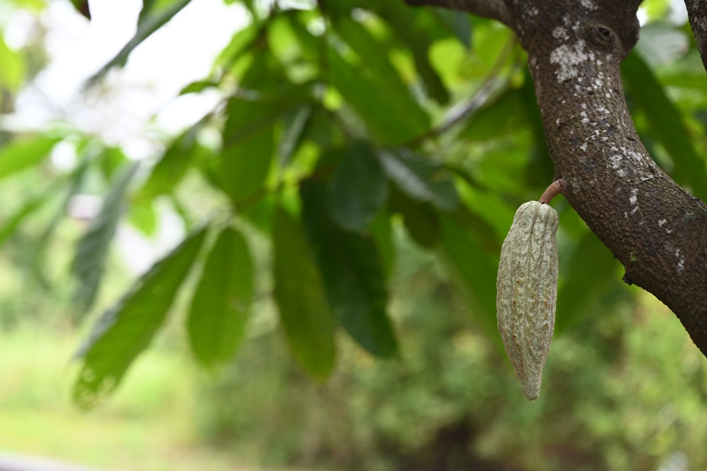 屏東咖啡二日遊|屏東咖啡 × 大武山森活 食農教育與山林文化的深度體驗之旅! 屏東咖啡二日遊|屏東咖啡 × 大武山森活 食農教育與山林文化的深度體驗之旅!