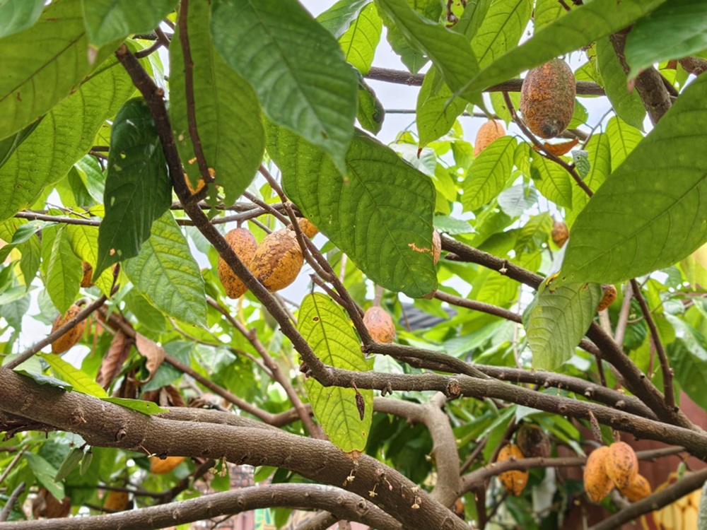 屏東咖啡二日遊|屏東咖啡 × 大武山森活 食農教育與山林文化的深度體驗之旅! 屏東咖啡二日遊|屏東咖啡 × 大武山森活 食農教育與山林文化的深度體驗之旅!