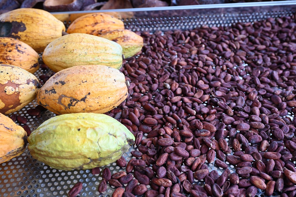 屏東咖啡二日遊|屏東咖啡 × 大武山森活 食農教育與山林文化的深度體驗之旅! 屏東咖啡二日遊|屏東咖啡 × 大武山森活 食農教育與山林文化的深度體驗之旅!