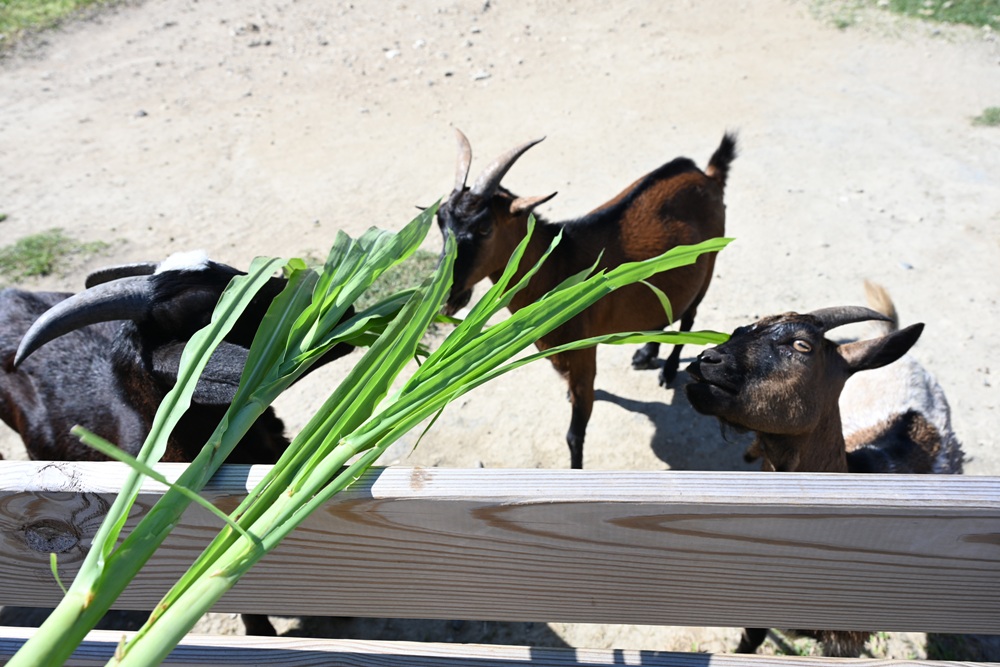 墾丁景點推薦。鹿ㄦ島水豚生態園區 日本雷門(豚門)、和水豚君一起游泳、2026門票資訊! 墾丁景點推薦。鹿ㄦ島水豚生態園區 日本雷門(豚門)、和水豚君一起游泳、2026門票資訊!