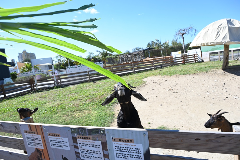 墾丁景點推薦。鹿ㄦ島水豚生態園區 日本雷門(豚門)、和水豚君一起游泳、2026門票資訊! 墾丁景點推薦。鹿ㄦ島水豚生態園區 日本雷門(豚門)、和水豚君一起游泳、2026門票資訊!