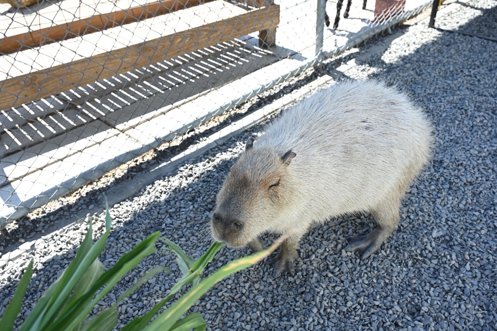 墾丁景點推薦。鹿ㄦ島水豚生態園區 日本雷門(豚門)、和水豚君一起游泳、2026門票資訊! 墾丁景點推薦。鹿ㄦ島水豚生態園區 日本雷門(豚門)、和水豚君一起游泳、2026門票資訊!