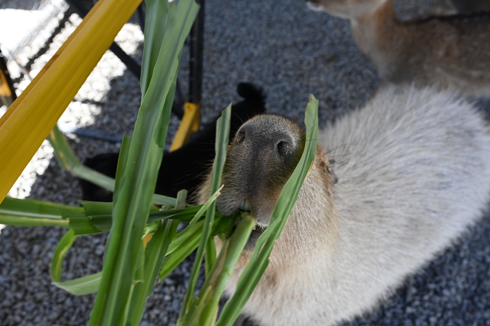 墾丁景點推薦。鹿ㄦ島水豚生態園區 日本雷門(豚門)、和水豚君一起游泳、2026門票資訊! 墾丁景點推薦。鹿ㄦ島水豚生態園區 日本雷門(豚門)、和水豚君一起游泳、2026門票資訊!