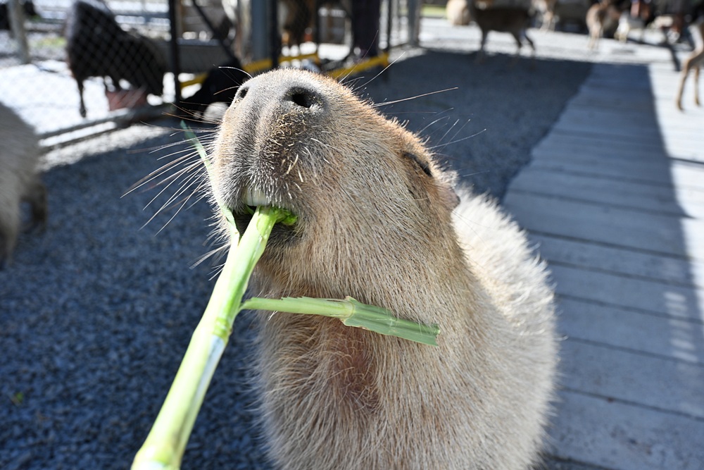 墾丁景點推薦。鹿ㄦ島水豚生態園區 日本雷門(豚門)、和水豚君一起游泳、2026門票資訊! 墾丁景點推薦。鹿ㄦ島水豚生態園區 日本雷門(豚門)、和水豚君一起游泳、2026門票資訊!
