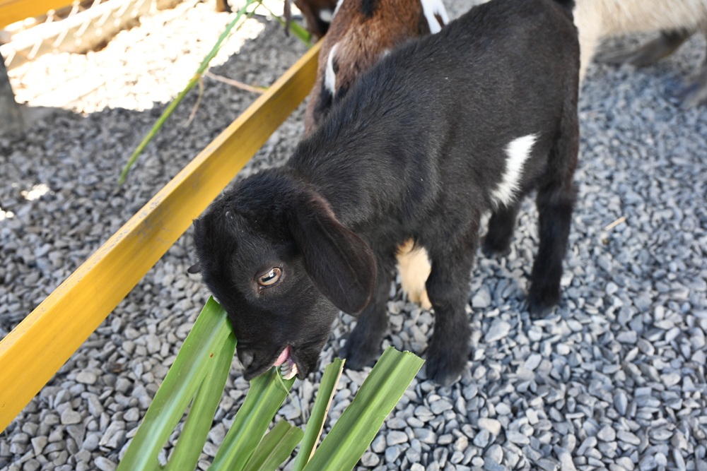 墾丁景點推薦。鹿ㄦ島水豚生態園區 日本雷門(豚門)、和水豚君一起游泳、2026門票資訊! 墾丁景點推薦。鹿ㄦ島水豚生態園區 日本雷門(豚門)、和水豚君一起游泳、2026門票資訊!