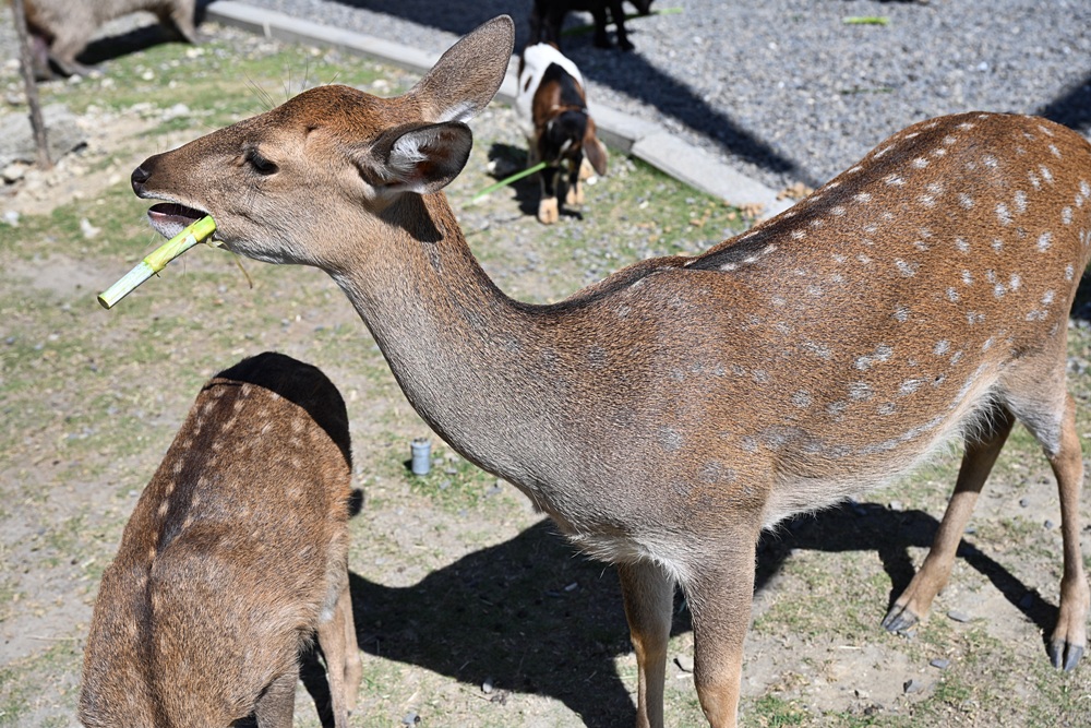 墾丁景點推薦。鹿ㄦ島水豚生態園區 日本雷門(豚門)、和水豚君一起游泳、2026門票資訊! 墾丁景點推薦。鹿ㄦ島水豚生態園區 日本雷門(豚門)、和水豚君一起游泳、2026門票資訊!