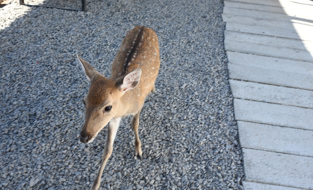 墾丁景點推薦。鹿ㄦ島水豚生態園區 日本雷門(豚門)、和水豚君一起游泳、2026門票資訊! 墾丁景點推薦。鹿ㄦ島水豚生態園區 日本雷門(豚門)、和水豚君一起游泳、2026門票資訊!