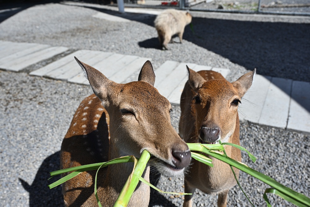 墾丁景點推薦。鹿ㄦ島水豚生態園區 日本雷門(豚門)、和水豚君一起游泳、2026門票資訊! 墾丁景點推薦。鹿ㄦ島水豚生態園區 日本雷門(豚門)、和水豚君一起游泳、2026門票資訊!