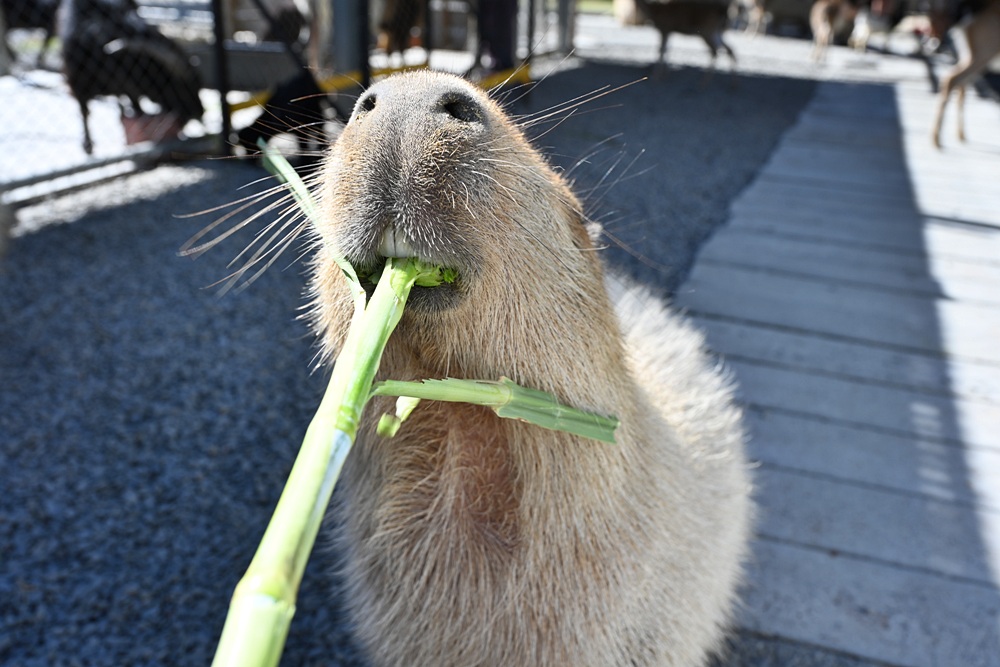 墾丁景點推薦。鹿ㄦ島水豚生態園區 日本雷門(豚門)、和水豚君一起游泳、2026門票資訊! 墾丁景點推薦。鹿ㄦ島水豚生態園區 日本雷門(豚門)、和水豚君一起游泳、2026門票資訊!