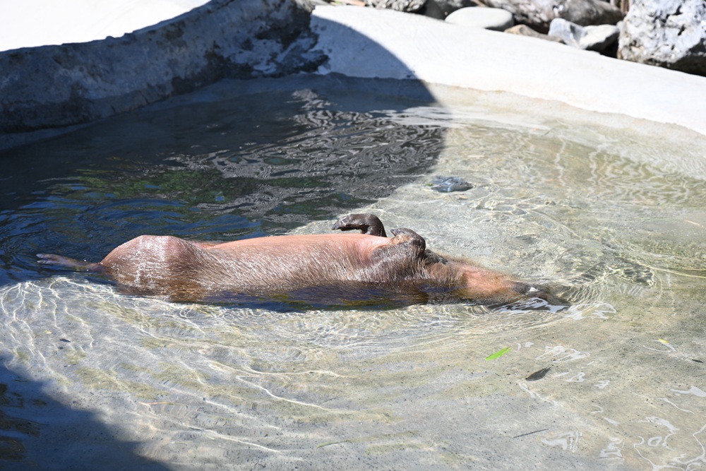 墾丁景點推薦。鹿ㄦ島水豚生態園區 日本雷門(豚門)、和水豚君一起游泳、2026門票資訊! 墾丁景點推薦。鹿ㄦ島水豚生態園區 日本雷門(豚門)、和水豚君一起游泳、2026門票資訊!