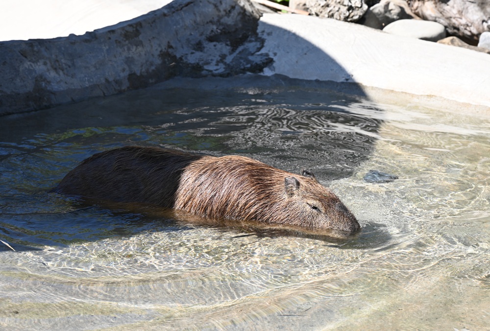 墾丁景點推薦。鹿ㄦ島水豚生態園區 日本雷門(豚門)、和水豚君一起游泳、2026門票資訊! 墾丁景點推薦。鹿ㄦ島水豚生態園區 日本雷門(豚門)、和水豚君一起游泳、2026門票資訊!
