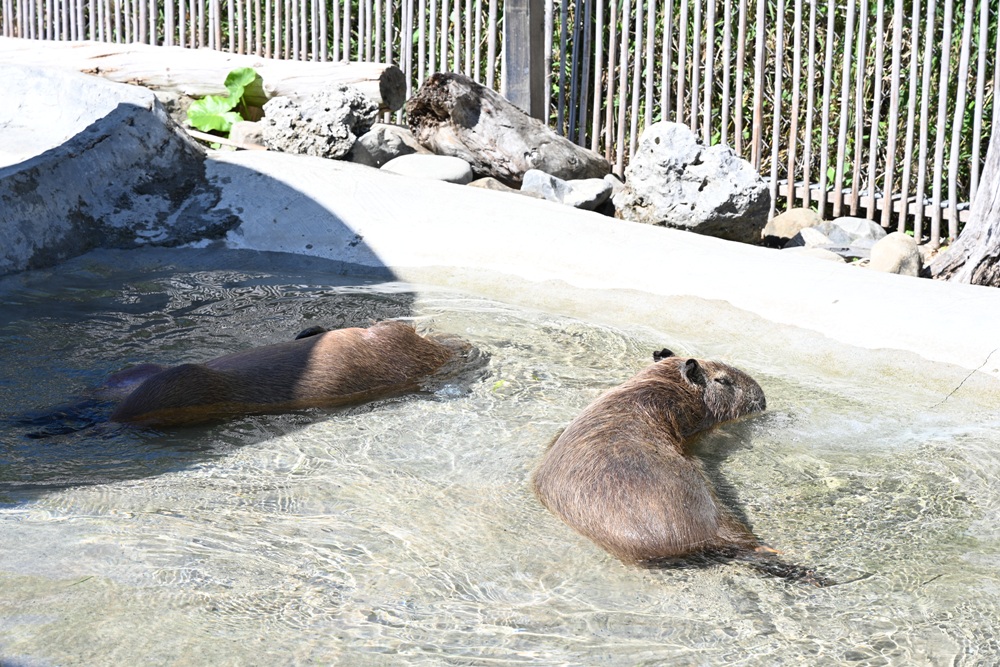 墾丁景點推薦。鹿ㄦ島水豚生態園區 日本雷門(豚門)、和水豚君一起游泳、2026門票資訊! 墾丁景點推薦。鹿ㄦ島水豚生態園區 日本雷門(豚門)、和水豚君一起游泳、2026門票資訊!