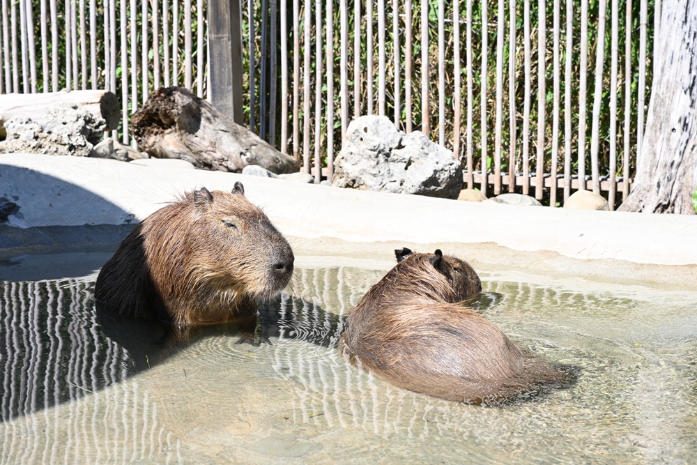墾丁景點推薦。鹿ㄦ島水豚生態園區 日本雷門(豚門)、和水豚君一起游泳、2026門票資訊! 墾丁景點推薦。鹿ㄦ島水豚生態園區 日本雷門(豚門)、和水豚君一起游泳、2026門票資訊!