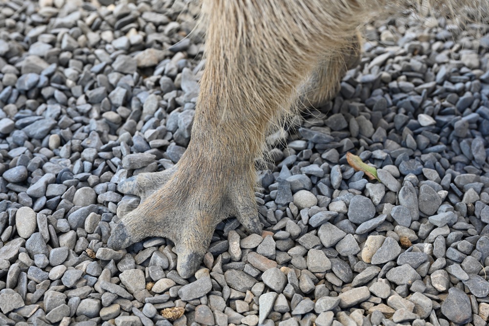 墾丁景點推薦。鹿ㄦ島水豚生態園區 日本雷門(豚門)、和水豚君一起游泳、2026門票資訊! 墾丁景點推薦。鹿ㄦ島水豚生態園區 日本雷門(豚門)、和水豚君一起游泳、2026門票資訊!