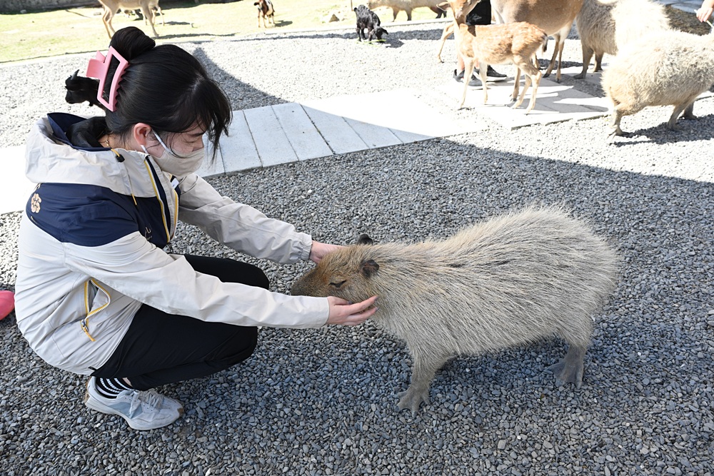墾丁景點推薦。鹿ㄦ島水豚生態園區 日本雷門(豚門)、和水豚君一起游泳、2026門票資訊! 墾丁景點推薦。鹿ㄦ島水豚生態園區 日本雷門(豚門)、和水豚君一起游泳、2026門票資訊!