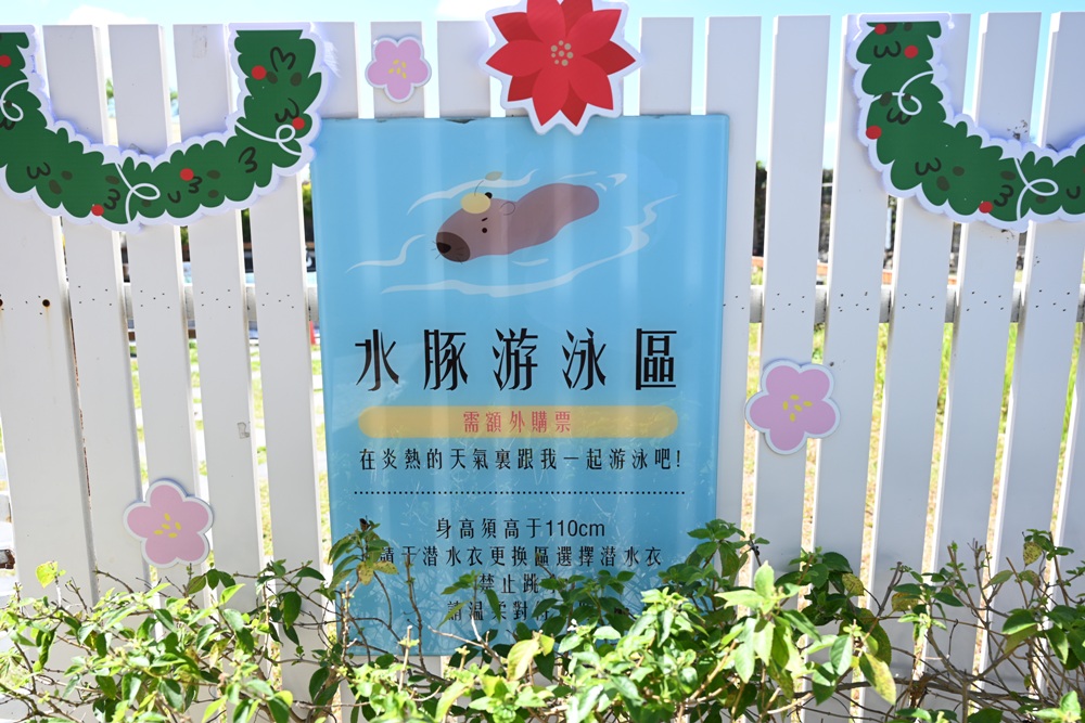 墾丁景點推薦。鹿ㄦ島水豚生態園區 日本雷門(豚門)、和水豚君一起游泳、2026門票資訊! 墾丁景點推薦。鹿ㄦ島水豚生態園區 日本雷門(豚門)、和水豚君一起游泳、2026門票資訊!