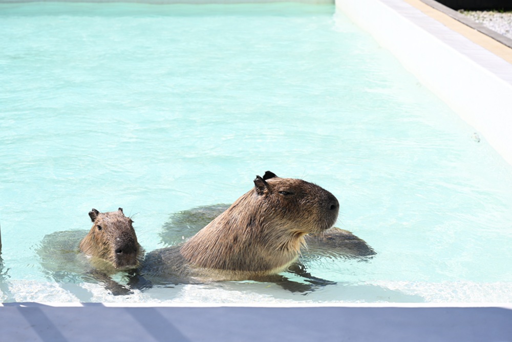 墾丁景點推薦。鹿ㄦ島水豚生態園區 日本雷門(豚門)、和水豚君一起游泳、2026門票資訊! 墾丁景點推薦。鹿ㄦ島水豚生態園區 日本雷門(豚門)、和水豚君一起游泳、2026門票資訊!