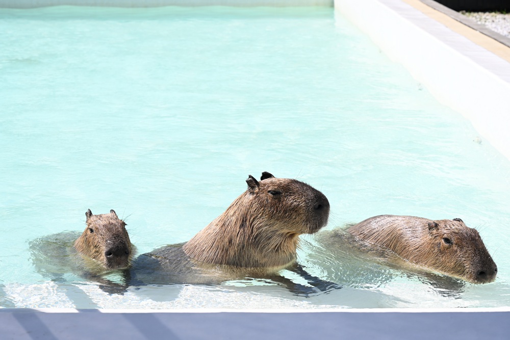 墾丁景點推薦。鹿ㄦ島水豚生態園區 日本雷門(豚門)、和水豚君一起游泳、2026門票資訊! 墾丁景點推薦。鹿ㄦ島水豚生態園區 日本雷門(豚門)、和水豚君一起游泳、2026門票資訊!