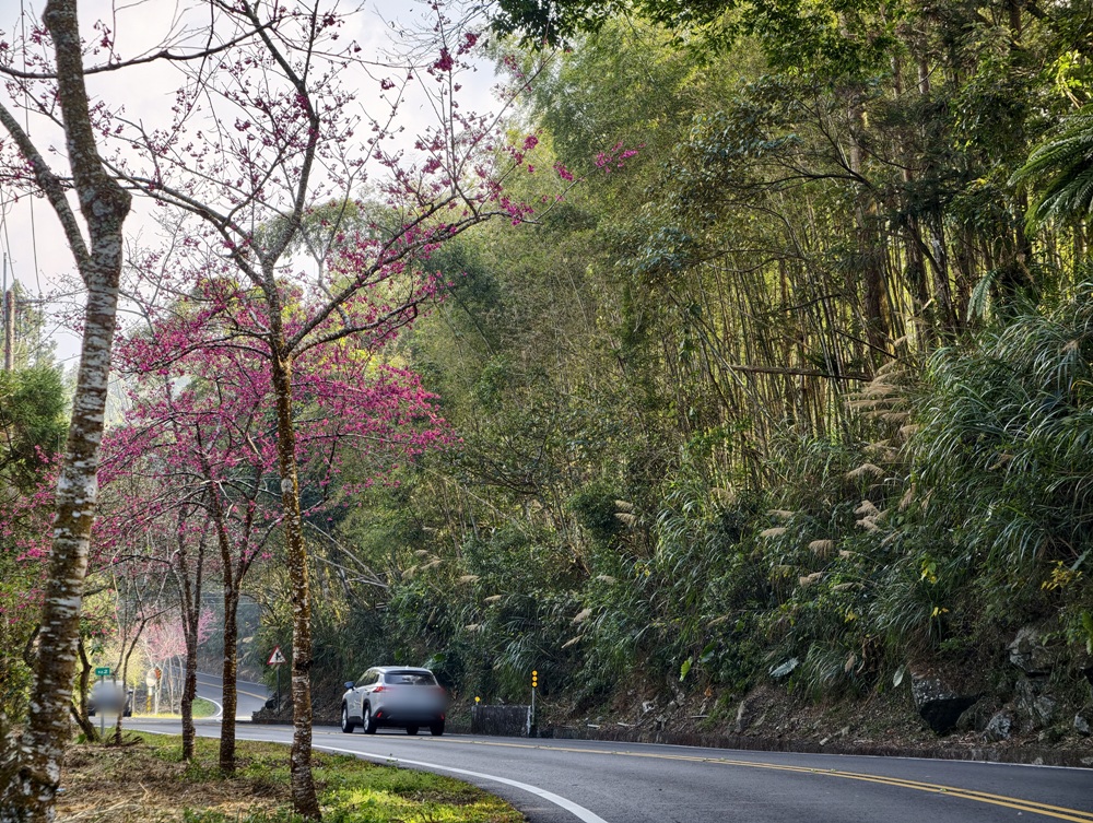 阿里山住宿推薦。璦勒芬莊園民宿| Ailefen Manor Guesthouse 一泊二食、無邊際泳池、阿里山日出！