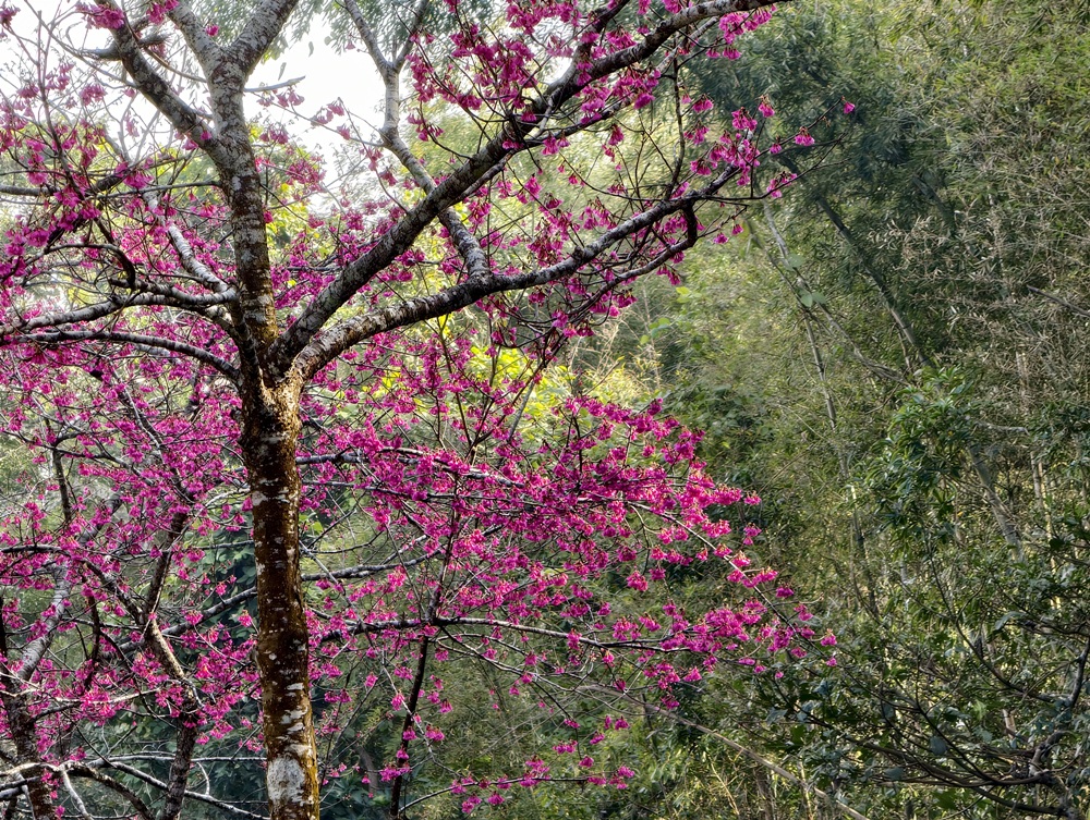 阿里山住宿推薦。璦勒芬莊園民宿| Ailefen Manor Guesthouse 一泊二食、無邊際泳池、阿里山日出！