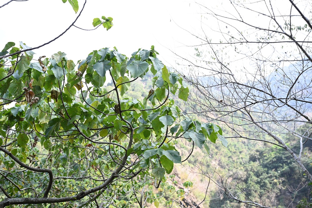 屏東霧台祕境。漫遊霧台 神山瀑布 一日巡護監測體驗、山棕葉釣蝦 部落古早智慧！