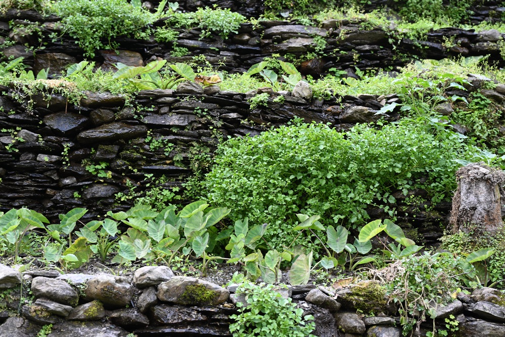 屏東霧台祕境。漫遊霧台 神山瀑布 一日巡護監測體驗、山棕葉釣蝦 部落古早智慧！